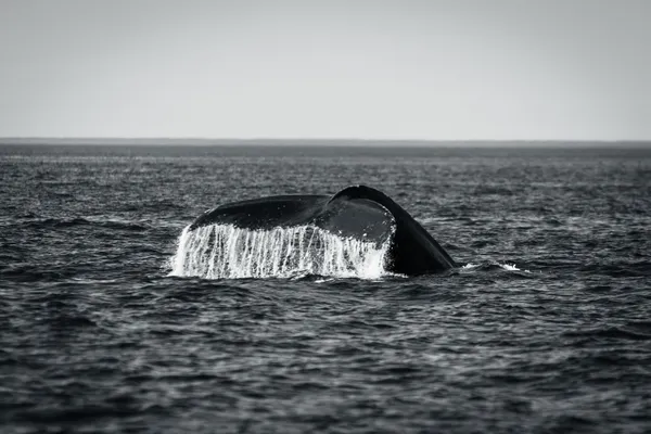 Nature Photos - Photo 2