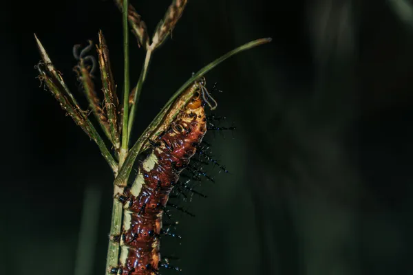 Nature Photos - Photo 3